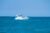 Boat Service